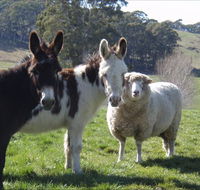 Avaleigh Elms Farmstay - Tourism Gold Coast