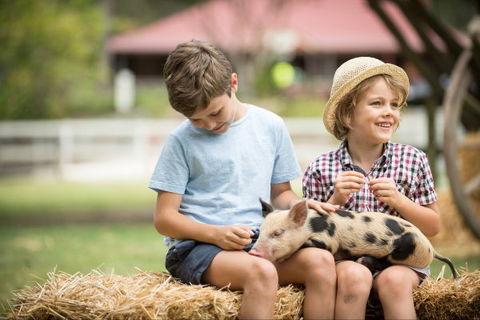 Paradise Country Farmstay - Tourism Gold Coast 8