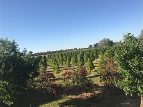 Rutherglen Christmas Trees Farm Stay - Tourism Gold Coast 0
