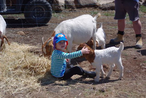 Yalooka Farm - Tourism Gold Coast 3