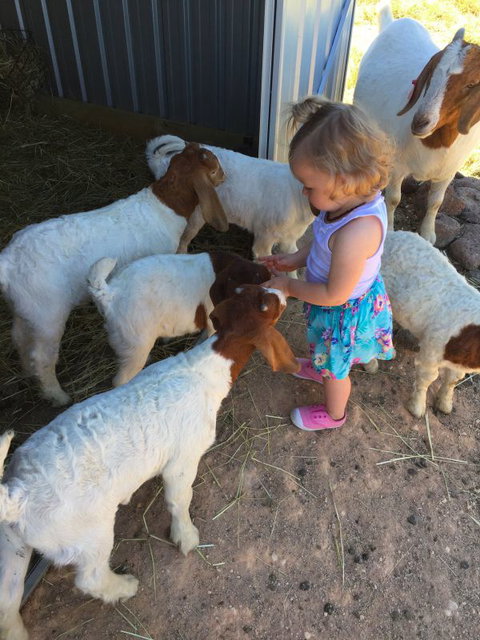Yalooka Farm - Tourism Gold Coast 7