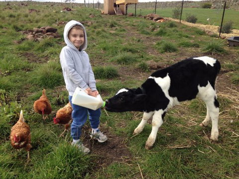 Yalooka Farm - Tourism Gold Coast 8