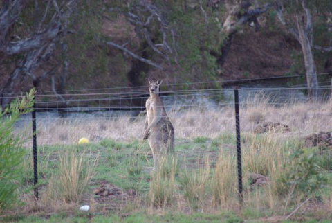 Yalooka Farm - Tourism Gold Coast 9
