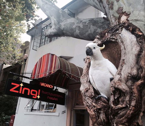 Zing! Backpackers Hostel - Tourism Gold Coast 0