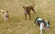 Hillcrest Pet Resort - thumb 4