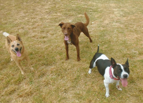 Hillcrest Pet Resort - Tourism Gold Coast 4