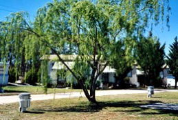 Blue Topaz Caravan Park & Camping Ground - Tourism Gold Coast 0