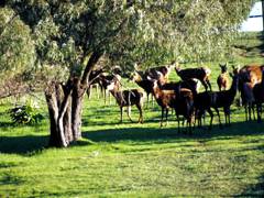 Caves Road Chalets - Tourism Gold Coast 6