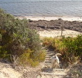 WindSong Beach House - Tourism Gold Coast