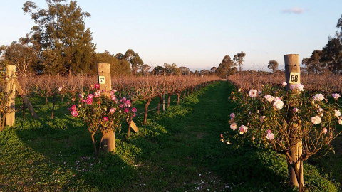 Emma’s Cottage Vineyard - Tourism Gold Coast 5