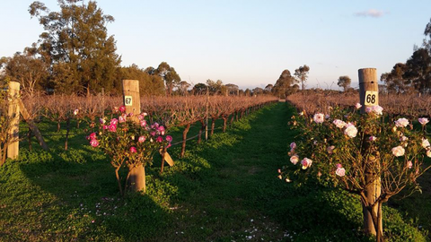 Emma’s Cottage Vineyard - Tourism Gold Coast 1