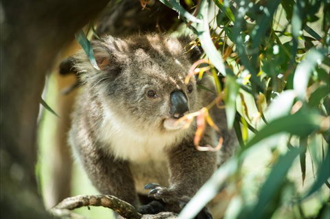 BIG4 Phillip Island Caravan Park - Tourism Gold Coast 10