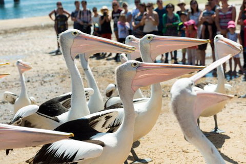 BIG4 Phillip Island Caravan Park - Tourism Gold Coast 11