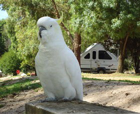 Glamping In The Grampians - Halls Gap Lakeside Tourist Park - Tourism Gold Coast 2