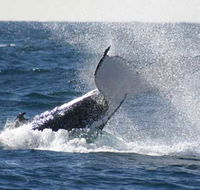 Whale Watching Sydney - Tourism Gold Coast