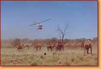 Kings Creek Station - Tourism Gold Coast 2