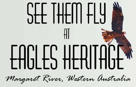 Eagles Heritage Raptor Wildlife Centre - Tourism Gold Coast