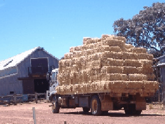 Avondale Discovery Farm - Tourism Gold Coast 1