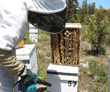 The House of Honey - Tourism Gold Coast