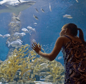 The Aquarium Of Western Australia - Tourism Gold Coast 0
