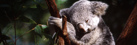 Koala and River Cruise by Mirimar Cruises - Tourism Gold Coast