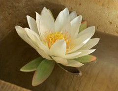 St Georges Natural Health Therapies - Tourism Gold Coast 3