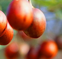 Tropical Fruit World - Tourism Gold Coast