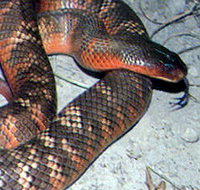 Armadale Reptile  Wildlife Centre - Gold Coast