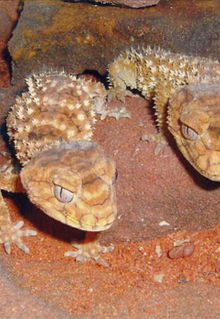 Armadale Reptile & Wildlife Centre - Tourism Gold Coast 1