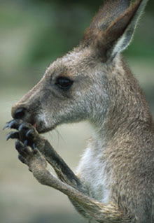 Armadale Reptile & Wildlife Centre - Tourism Gold Coast 2