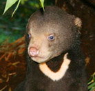 Perth Zoo - Gold Coast