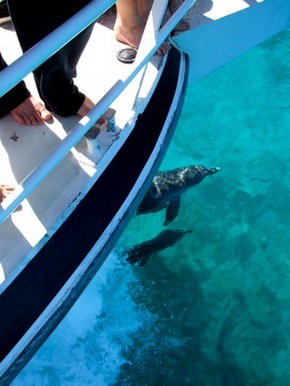 Pelican Charters - Gold Coast 0