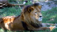 Mogo Zoo - Gold Coast 1
