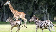 Mogo Zoo - Gold Coast 2