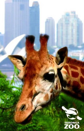 Taronga Zoo - Tourism Gold Coast 3