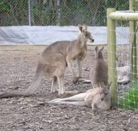 Jirrahlinga Koala  Wildlife Sanctuary - Tourism Gold Coast