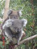 Jirrahlinga Koala & Wildlife Sanctuary - Tourism Gold Coast 1