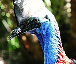 Alma Park Zoo - Gold Coast 0