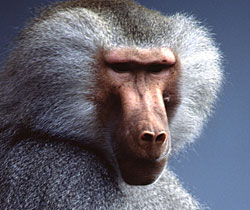 Alma Park Zoo - Gold Coast 1