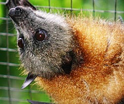 Alma Park Zoo - Gold Coast 2