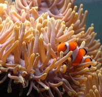 Reef HQ Great Barrier Reef Aquarium - Gold Coast