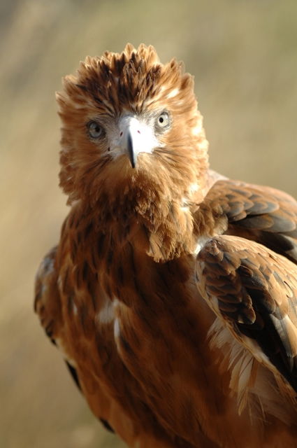 Alice Springs Desert Park - Tourism Gold Coast 0