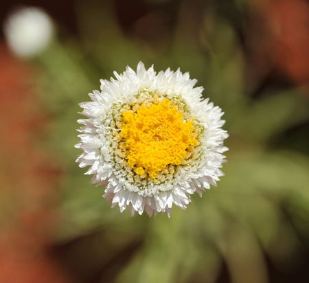 Alice Springs Desert Park - Tourism Gold Coast 1