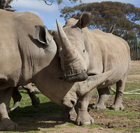 Monarto Zoo - Tourism Gold Coast