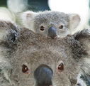 Billabong Koala and Wildlife Park - Tourism Gold Coast