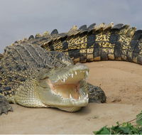 Dundee's Wildlife Park - Tourism Gold Coast