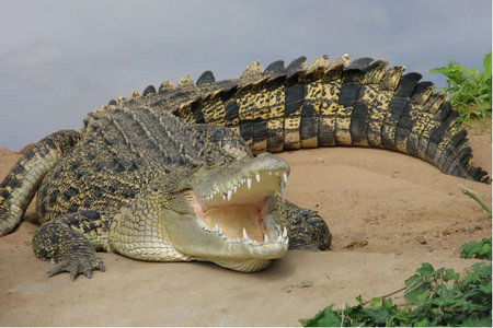 Dundee's Wildlife Park - Tourism Gold Coast 0