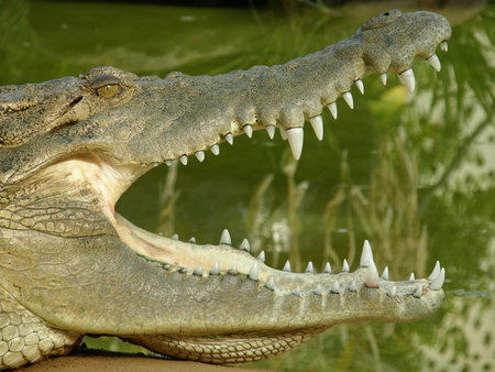 Dundee's Wildlife Park - Tourism Gold Coast 1