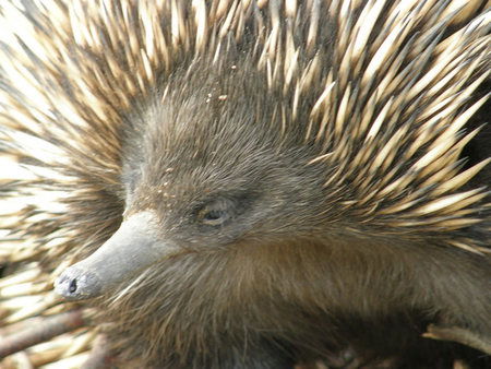 Dundee's Wildlife Park - Tourism Gold Coast 3