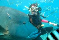 Maxi Ragamuffin - Gold Coast 1